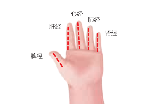小儿推拿有特定的推拿穴位,和大人不同(图1) 小儿推拿之手指穴位